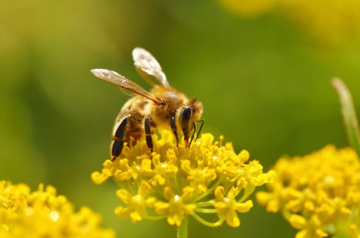 zdjęcie przedstawia pszczołę zapylającą kwiat