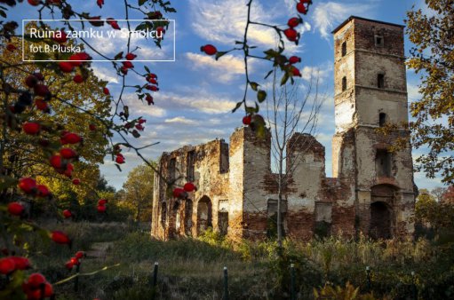 ruina zamku w Smolcu w jesiennym otoczeniu krzewu dziekiej róży z czerwonymi owocami